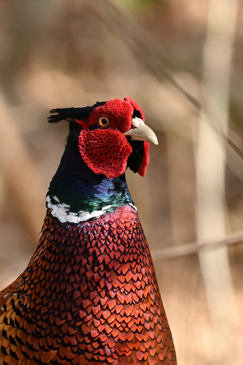 Ring-necked Pheasant - Eric R. Gulson C.