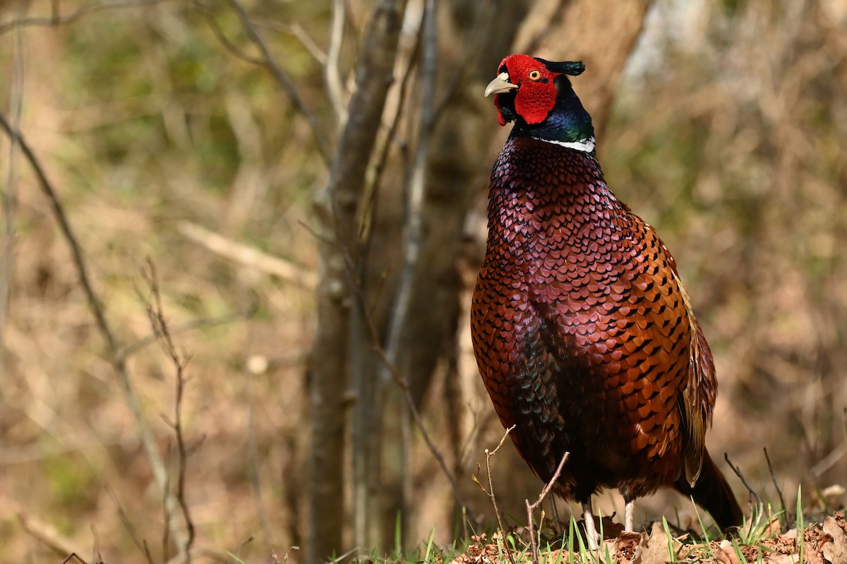 Ring-necked Pheasant - Eric R. Gulson C.