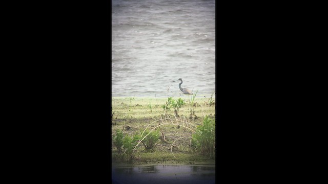 Tricolored Heron - ML457556161