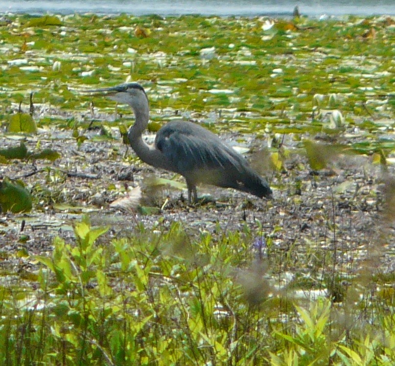 Garza Azulada (grupo herodias) - ML457558341