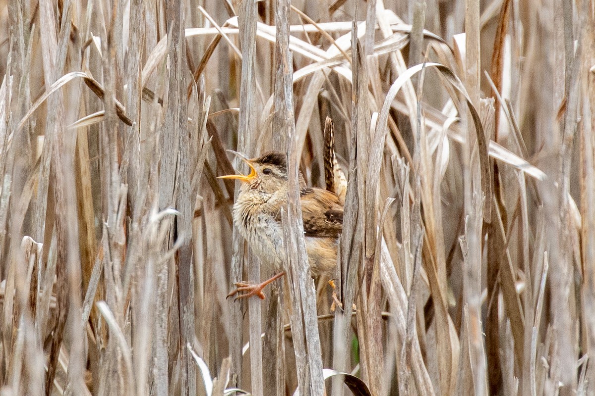 Marsh Wren - ML457558791