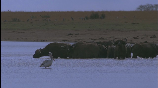 Pink-backed Pelican - ML457559