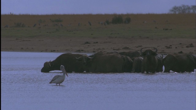 Pelícano Rosado - ML457559