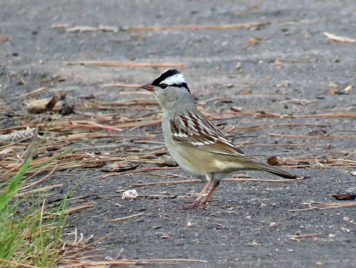 White-crowned Sparrow (oriantha) - ML457559181