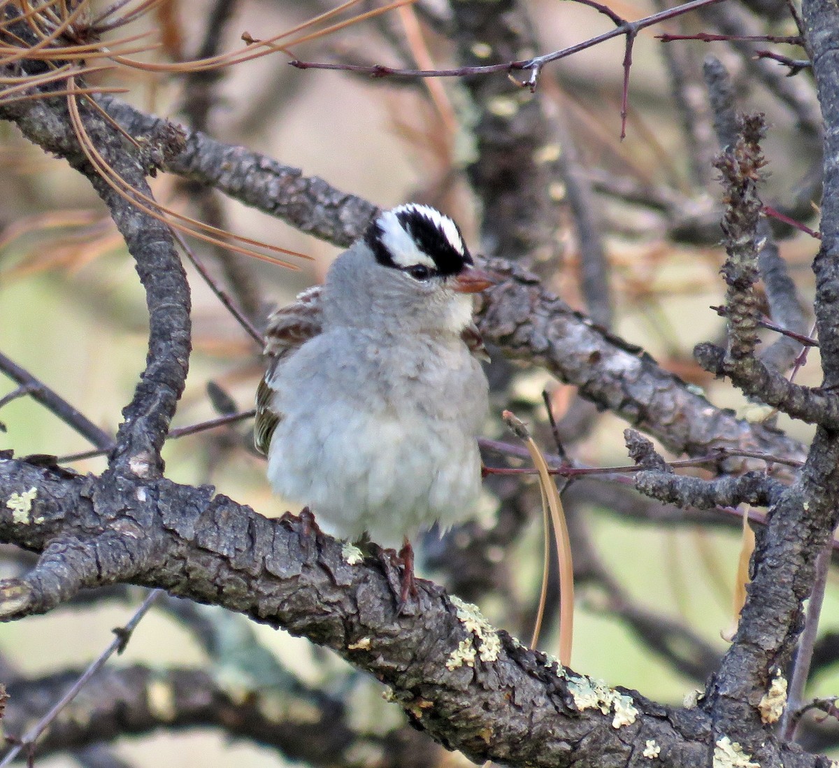 White-crowned Sparrow (oriantha) - ML457559211