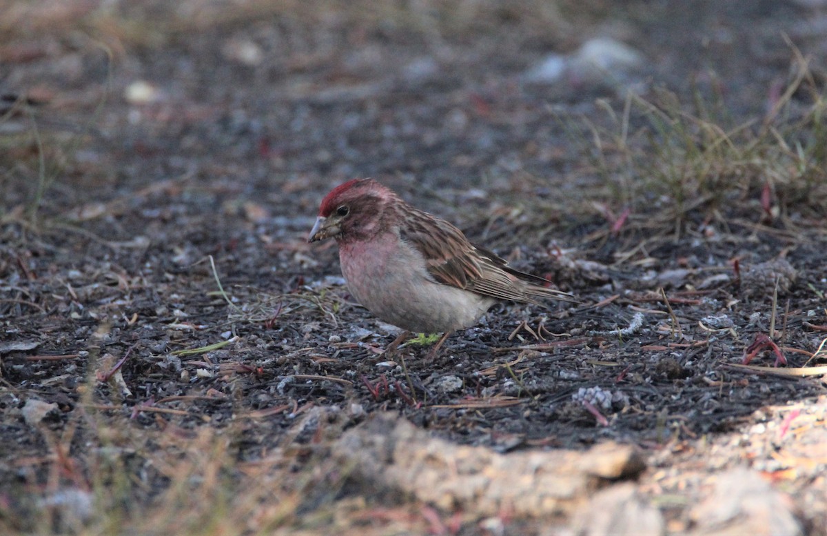 rødkronerosenfink - ML457559521