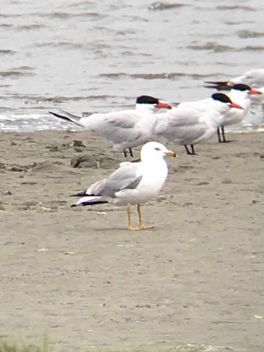 クロワカモメ - ML457561291