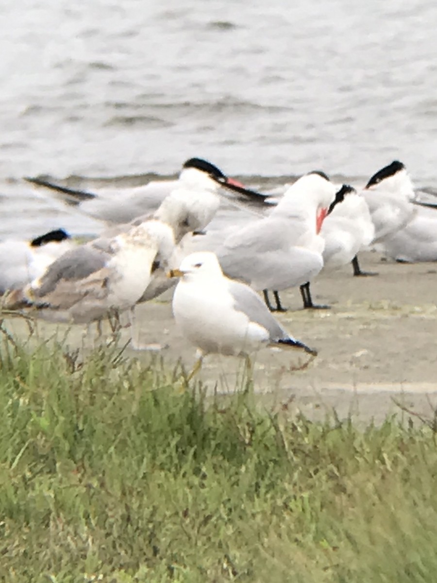 クロワカモメ - ML457561301