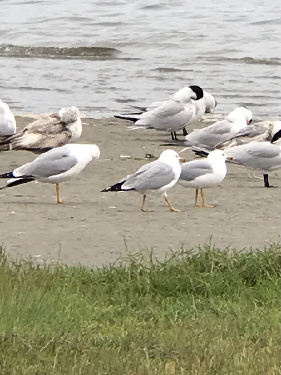 クロワカモメ - ML457561311