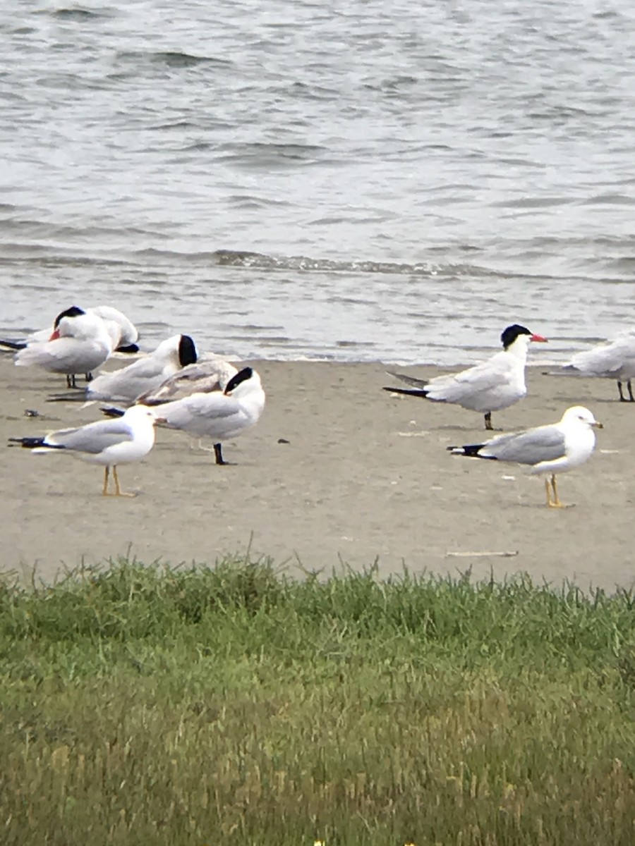 クロワカモメ - ML457561321