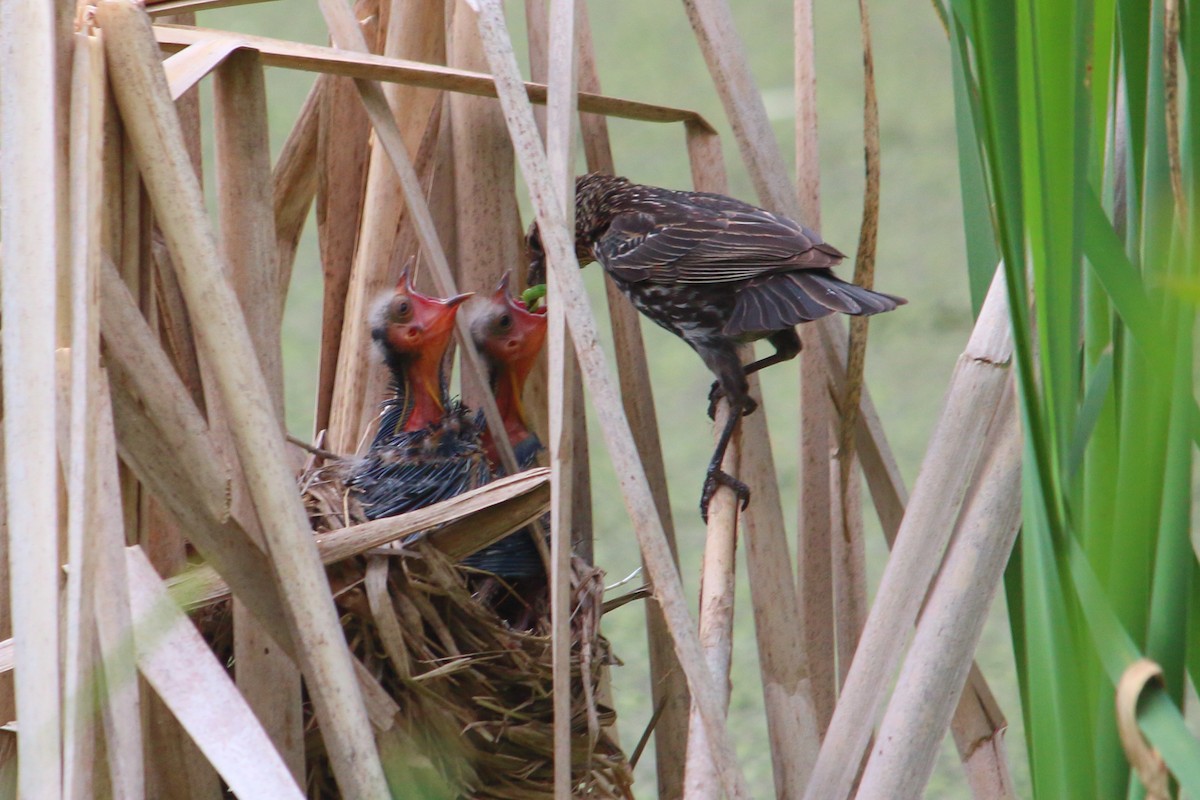 Red-winged Blackbird - ML457561631