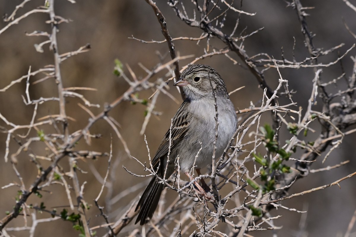 Brewer's Sparrow - ML457561741