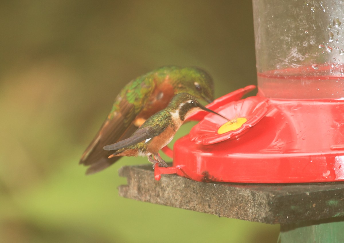 White-bellied Woodstar - ML45756201