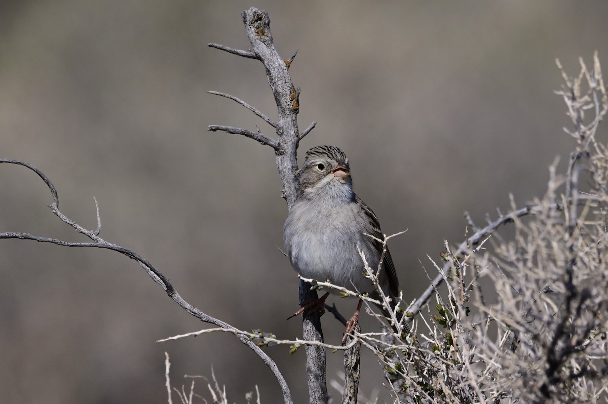 Brewer's Sparrow - ML457563161