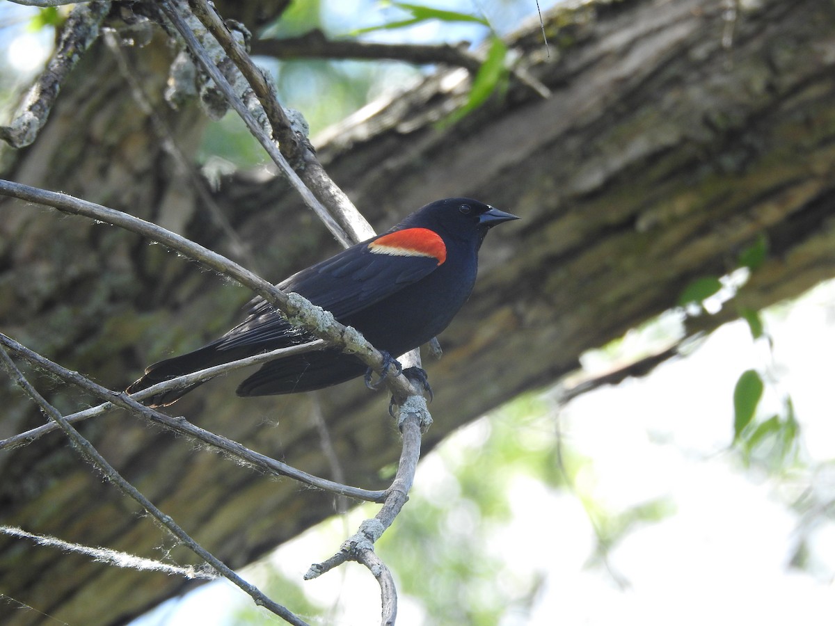 Red-winged Blackbird - ML457565151