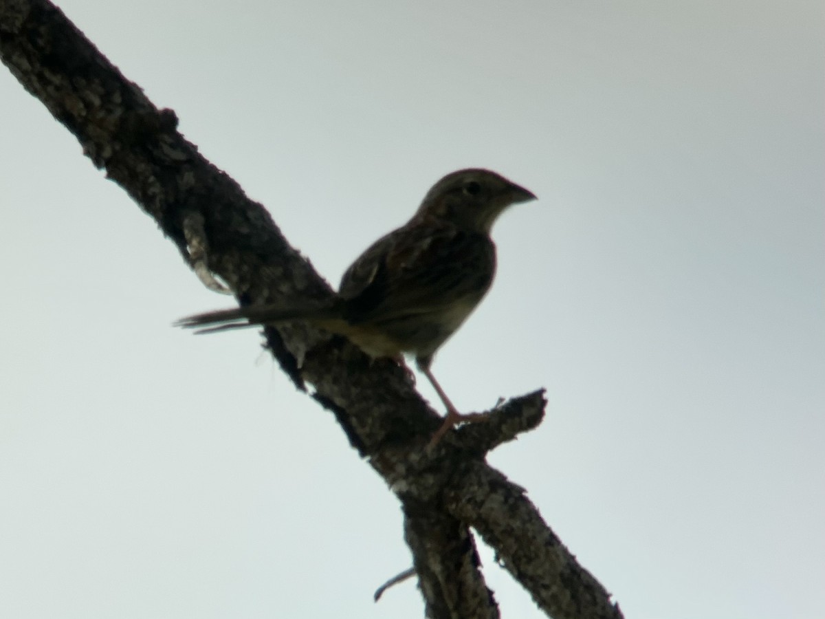 Bachman's Sparrow - ML457566561