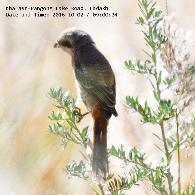 shrike sp. - ML45756701