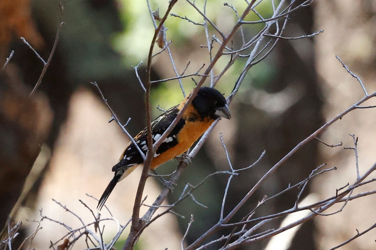 Black-headed Grosbeak - ML457567471