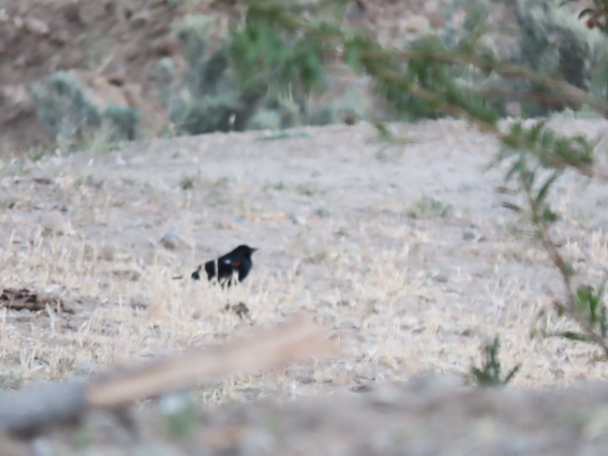 Tricolored Blackbird - ML457567511