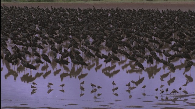 African Openbill - ML457568