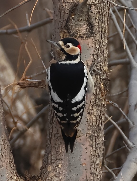 Great Spotted Woodpecker - Yuxuan Lyu