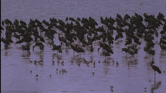 African Openbill - ML457569