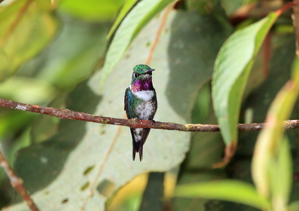 White-bellied Woodstar - ML45756931