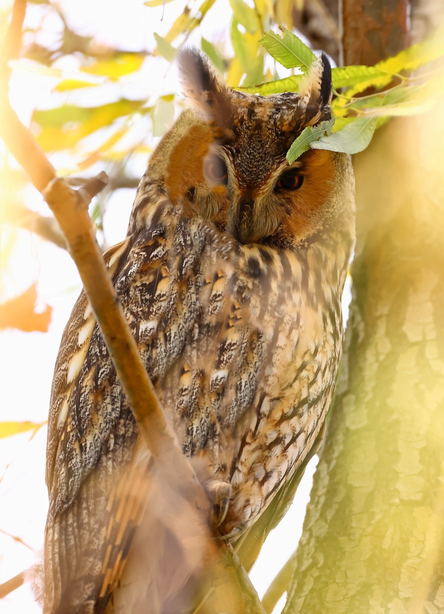 Long-eared Owl - Yuxuan Lyu