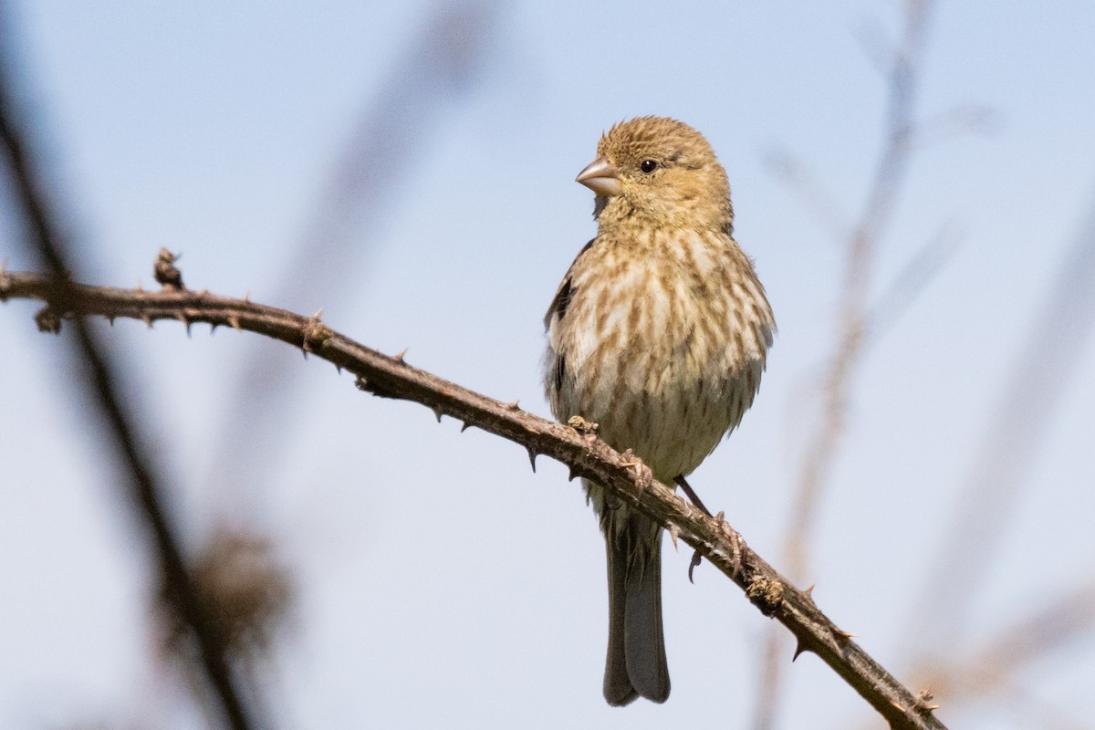 House Finch - Roger Adamson