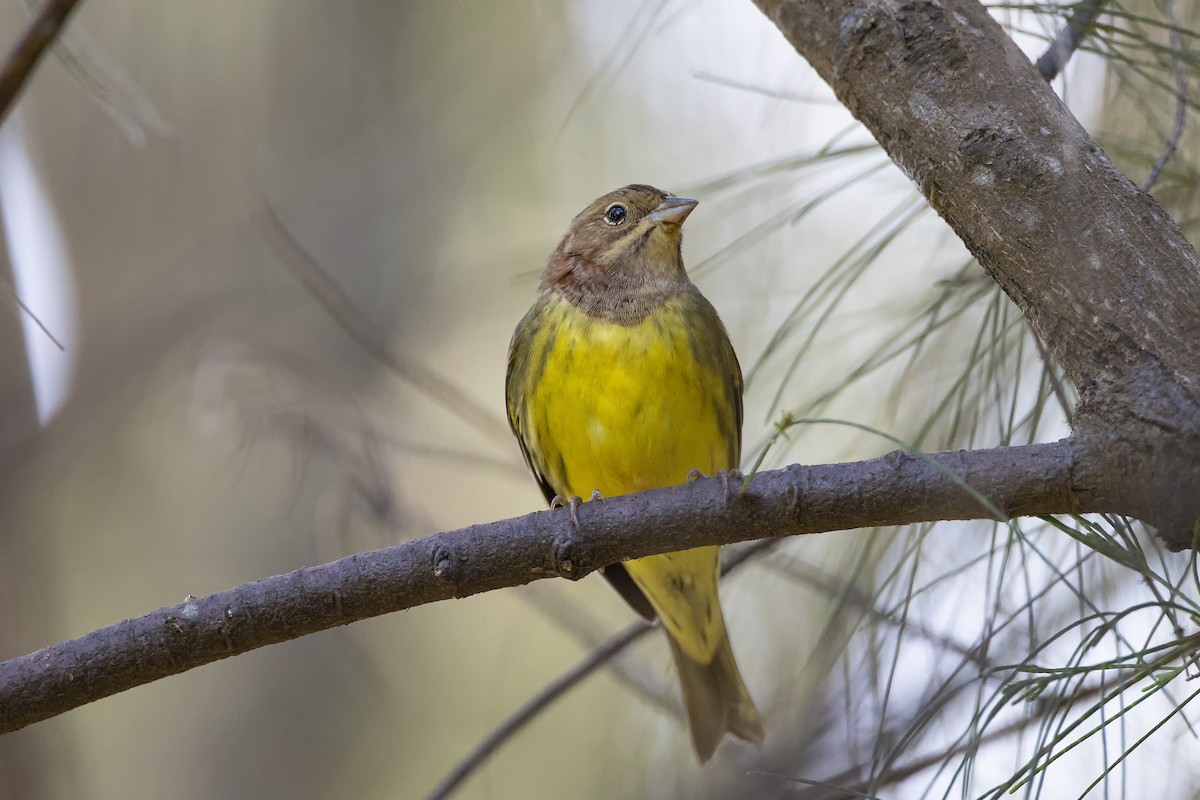 Chestnut Bunting - Yuxuan Lyu