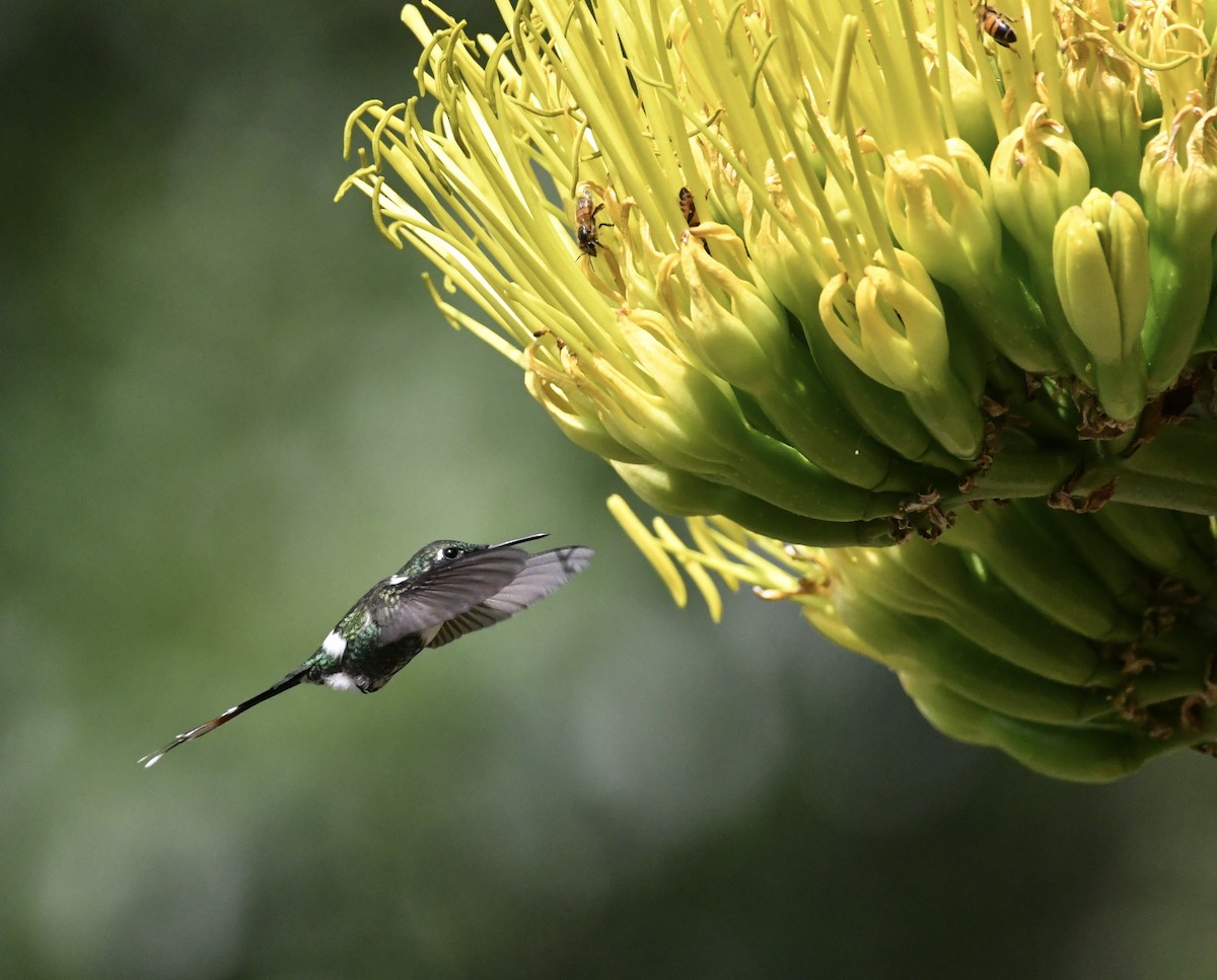 Sparkling-tailed Hummingbird - Fernando Ortiz