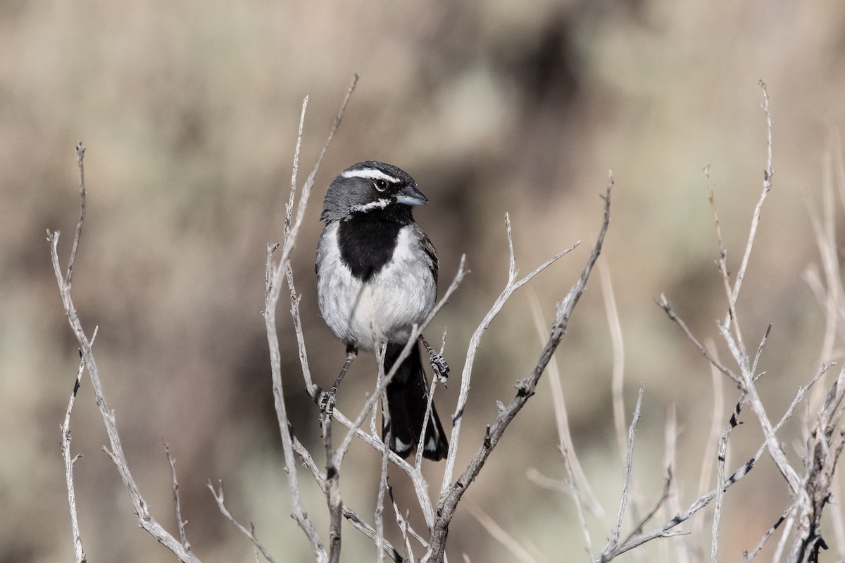 Black-throated Sparrow - ML457572591