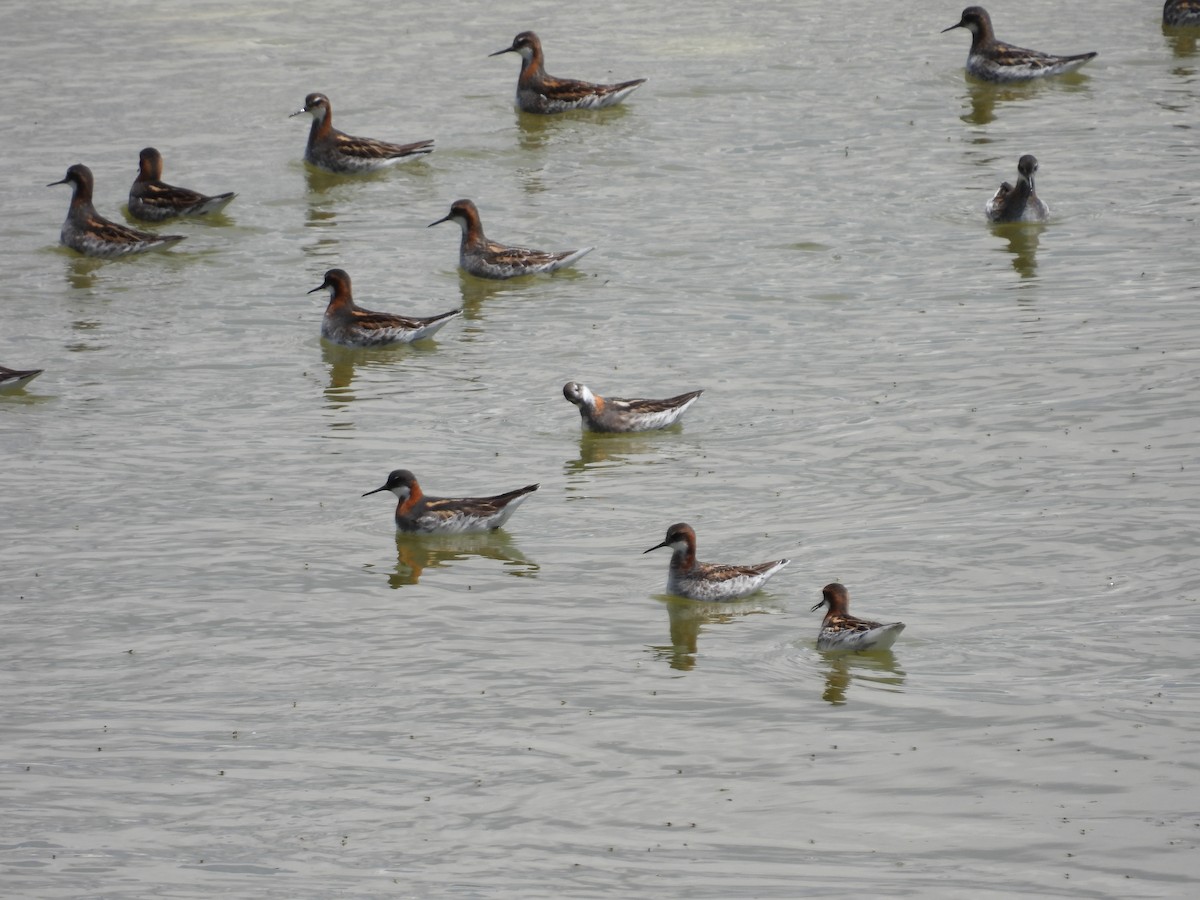 Red-necked Phalarope - ML457572691