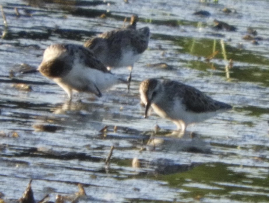 Semipalmated Sandpiper - ML457572801