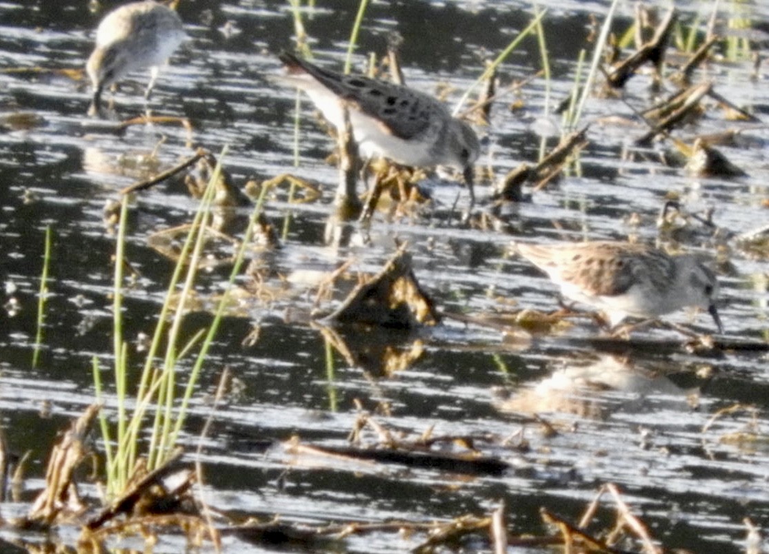 Semipalmated Sandpiper - ML457572811