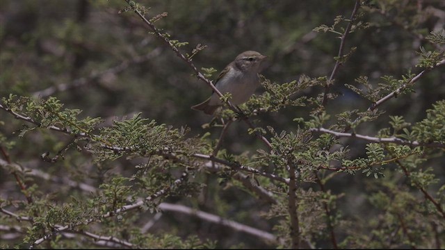 Eastern Bonelli's Warbler - ML457572951