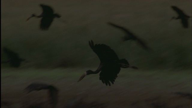 African Openbill - ML457573