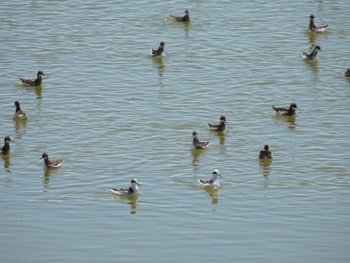 Red-necked Phalarope - ML457573031