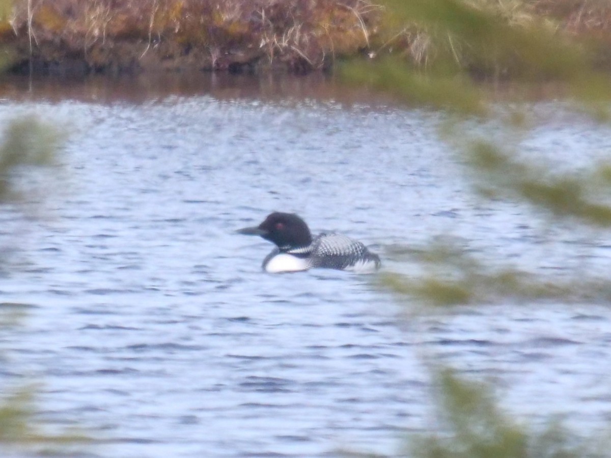 Common Loon - ML457573281