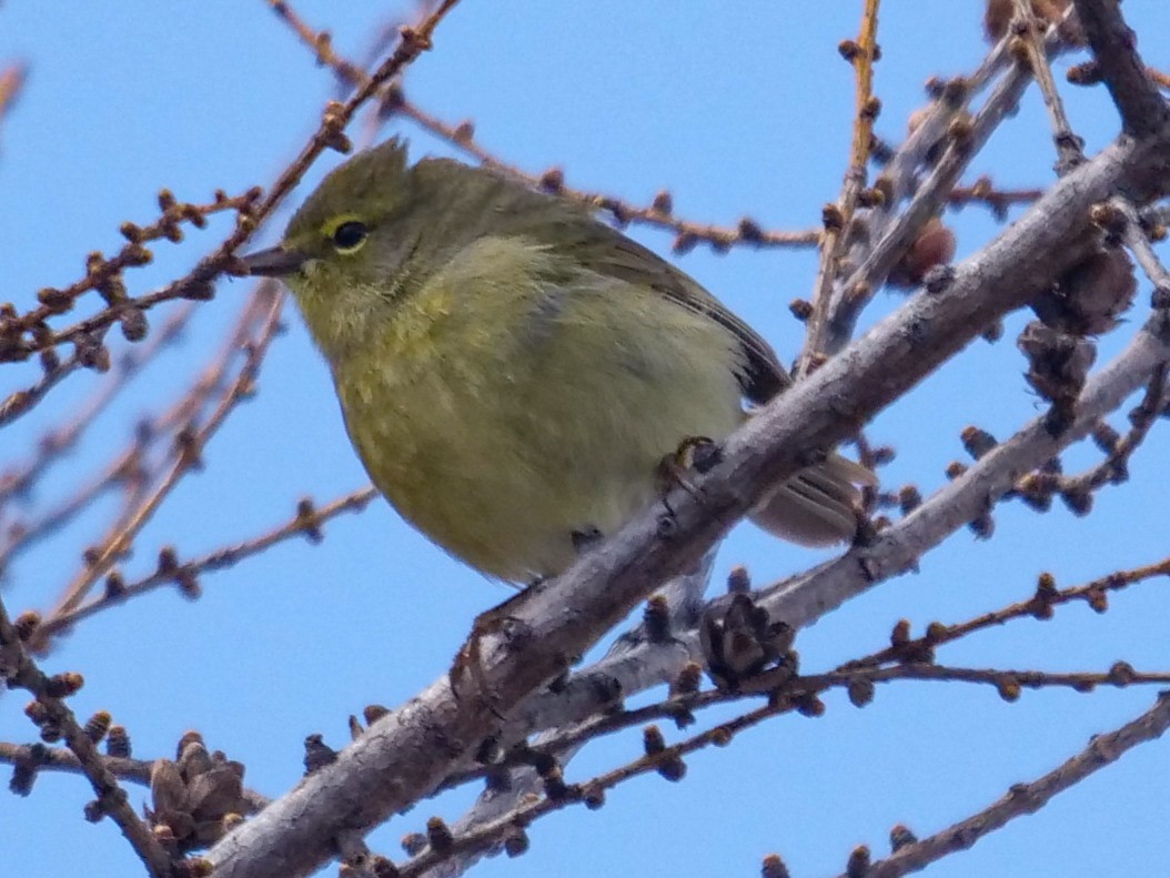 Orange-crowned Warbler - Roger Horn