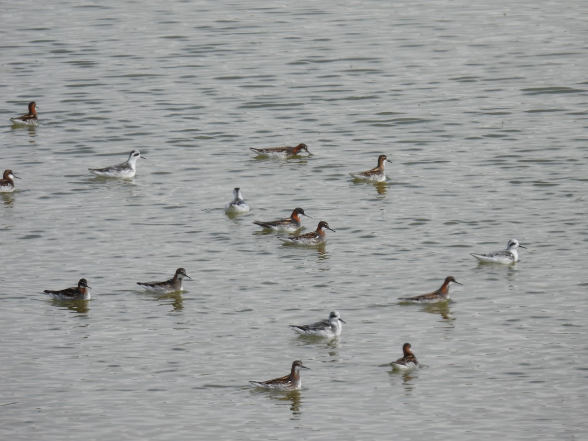 Red-necked Phalarope - ML457573831