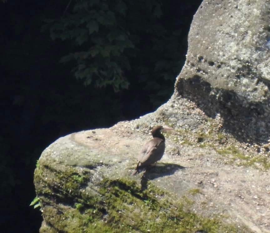 Brown Booby - ML457574181