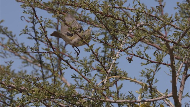 Eastern Bonelli's Warbler - ML457574661