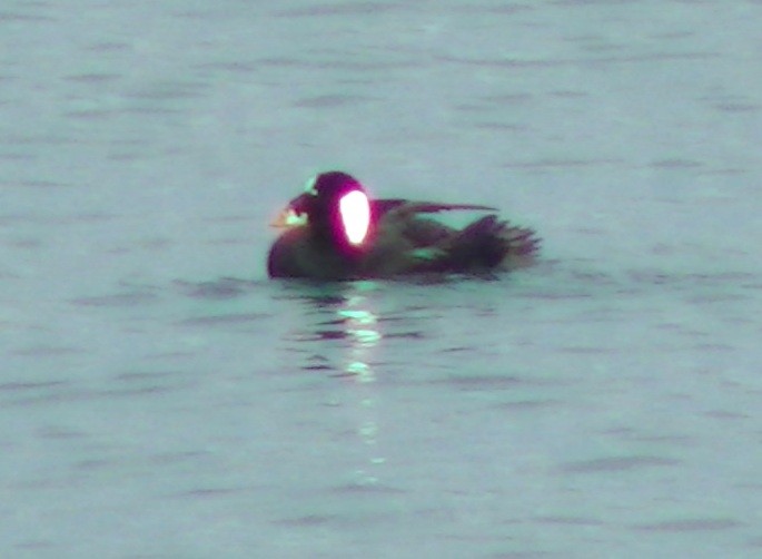 Surf Scoter - ML45757491