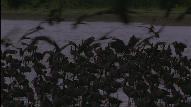 African Openbill - ML457575