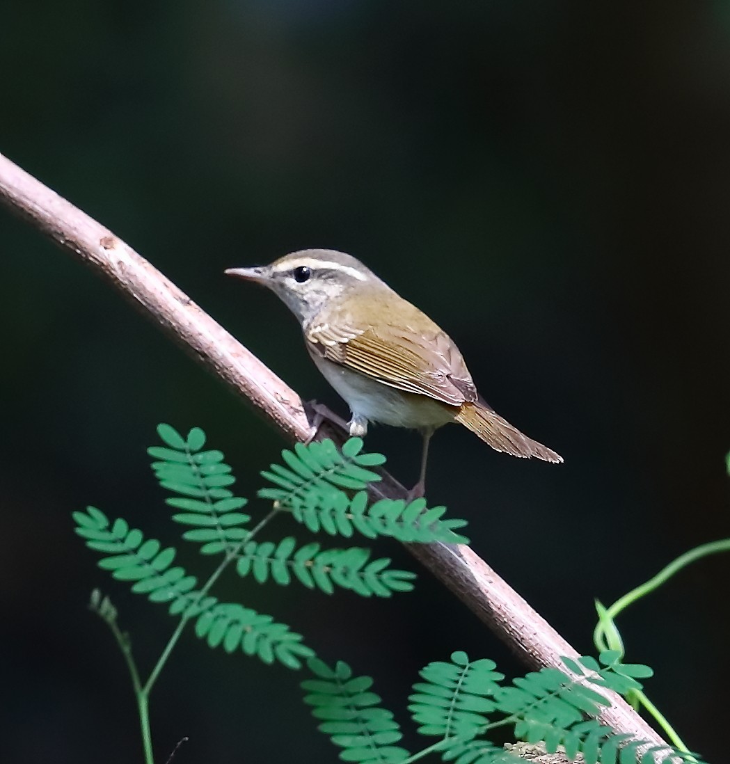 Large-billed Leaf Warbler - ML457575121