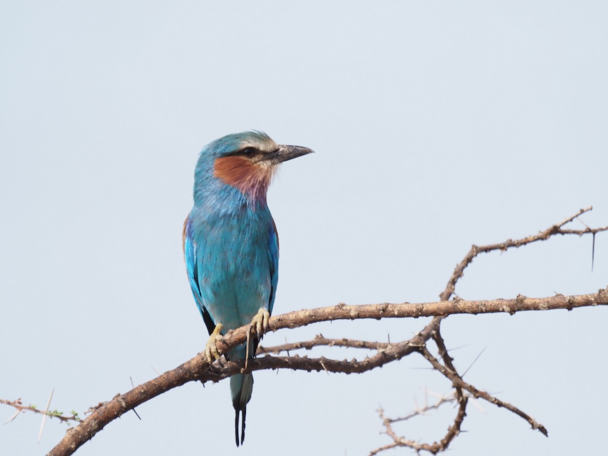 Lilac-breasted Roller - ML457576041