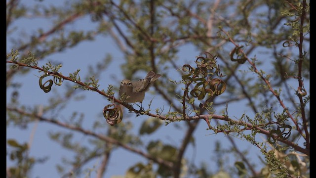 Eastern Bonelli's Warbler - ML457577061