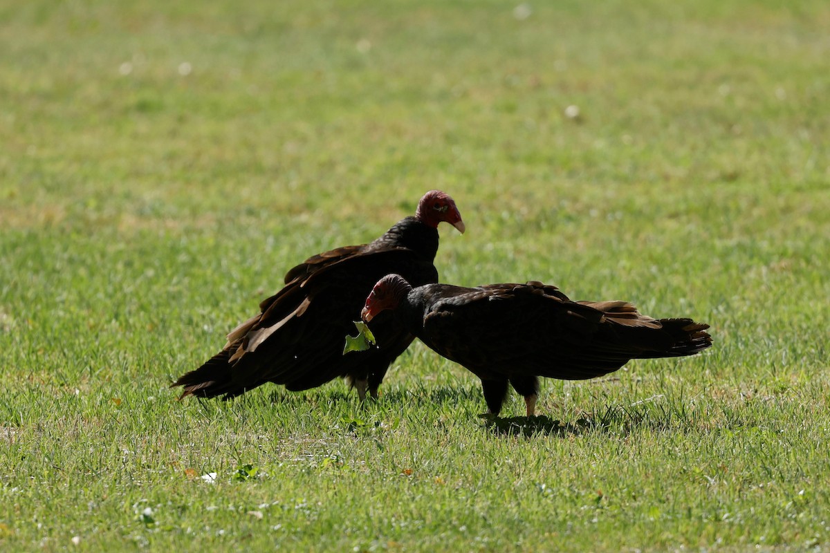 Turkey Vulture - ML457579531