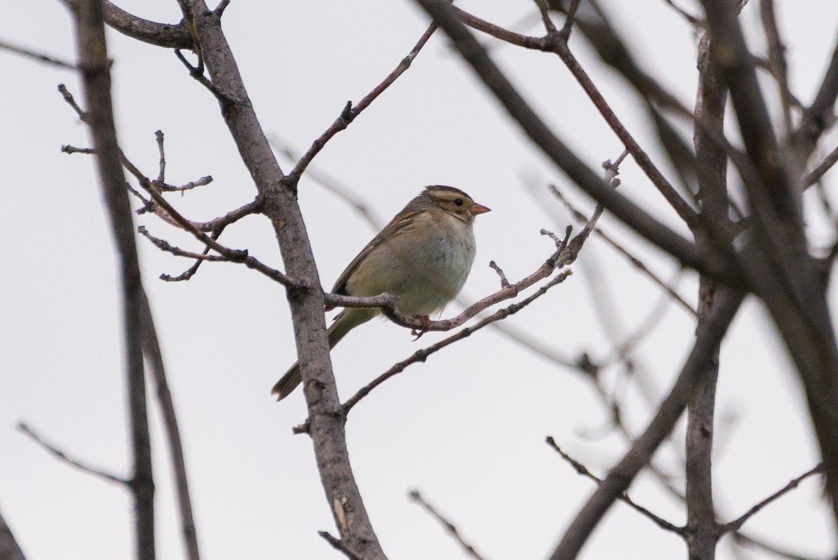 Clay-colored Sparrow - ML457579961